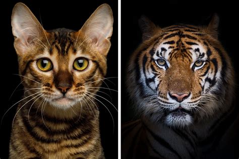 are cats similar to tigers